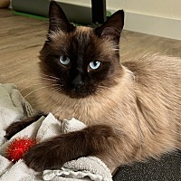 adopt a pet