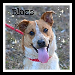 Thumbnail photo of Blaze #2