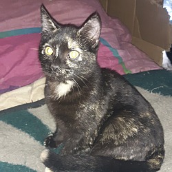 Photo of Pepper 