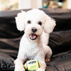 Photo of Yogurt 'Yogi'