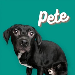 Photo of Pete