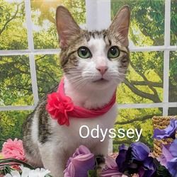 Photo of Odyssey