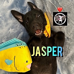 Thumbnail photo of Jasper Jewels #3