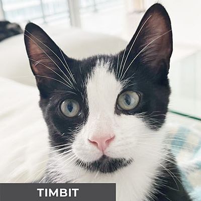 Etobicoke, ON - Domestic Shorthair. Meet Timbit a Pet for Adoption ...