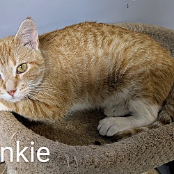 Thumbnail photo of Frankie #1