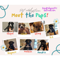 Thumbnail photo of Puppies #1