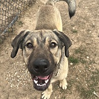 adopt a pet