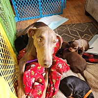 adopt a pet