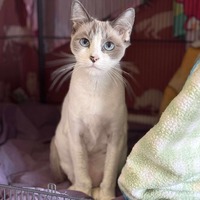 adopt-pet