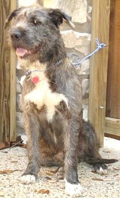 can a hovawart and a irish wolfhound be friends