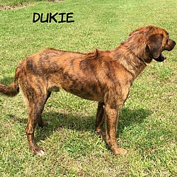 Thumbnail photo of Dukie #4