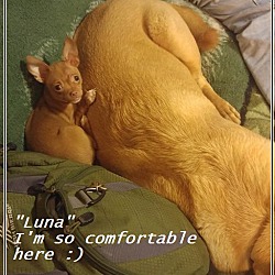 Thumbnail photo of Luna (in adoption process) #3