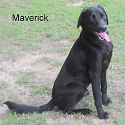 Thumbnail photo of Maverick #2