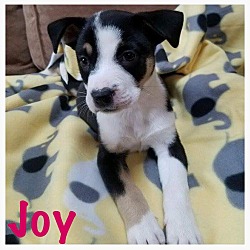 Thumbnail photo of Joy #3