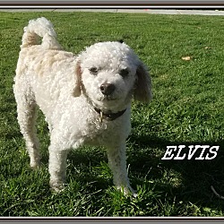 Thumbnail photo of Elvis #3