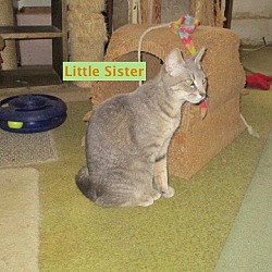 Thumbnail photo of Little Sister-adopted 8-27-19 #2