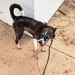 Photo of Bobo