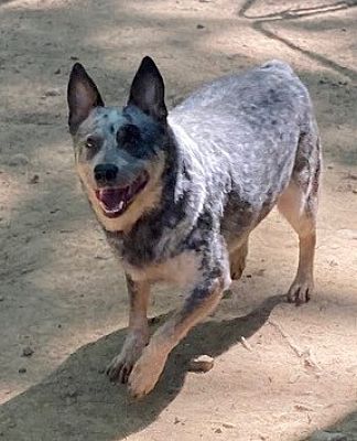 Columbus, OH - Australian Cattle Dog. Meet Cattle Dog (aka 