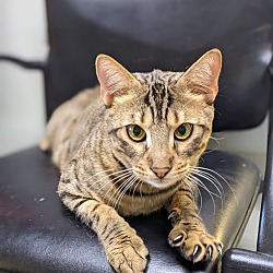 Photo of Savannah Banana (Friendly)