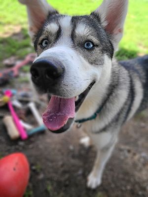 Concord, NH - Siberian Husky. Meet Elvis a Pet for Adoption - AdoptaPet.com