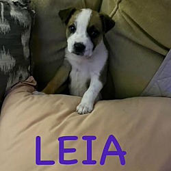 Thumbnail photo of LUNA and LEIA #1