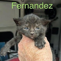 Photo of Fernandez