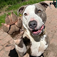 adopt a pet