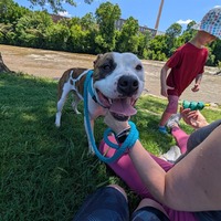 adopt a pet