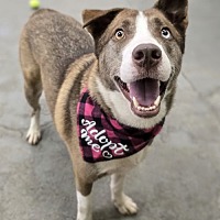 adopt a pet
