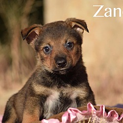 Thumbnail photo of Zander #2