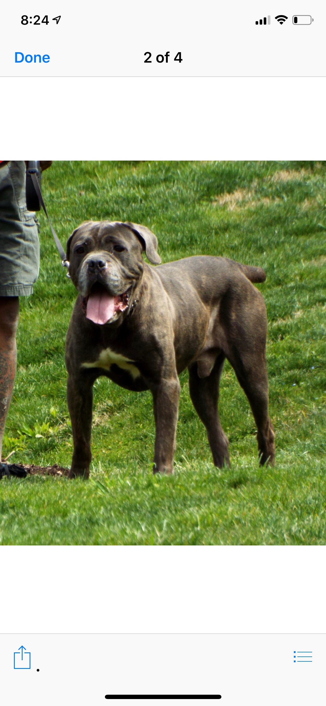Bristol Tn Cane Corso Meet Baloo A Pet For Adoption