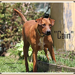 Thumbnail photo of Cain #2
