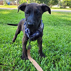 Photo of Thelma the Brindle Lab Mix