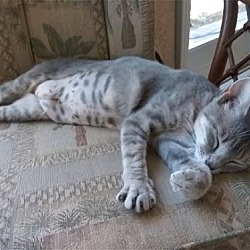 Photo of Cocoa