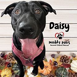 Photo of Daisy (Courtesy Post)