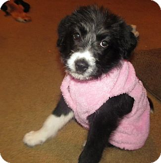 border collie schnauzer mix for sale
