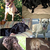 adopt a pet
