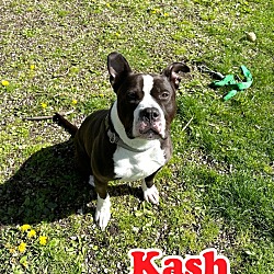 Thumbnail photo of Kash #1