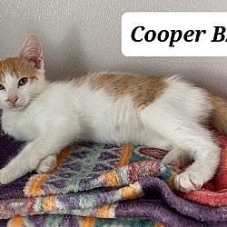 Thumbnail photo of Cooper B267 #2