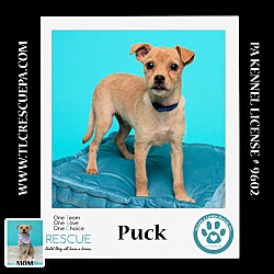 Photo of Puck (Penny's Lil Pups) 060824