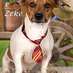 Thumbnail photo of Zeke #1