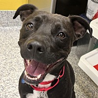 adopt a pet