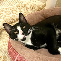 adopt a pet