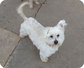 scottie maltese mix