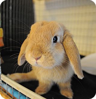 mini lop bunnies for adoption