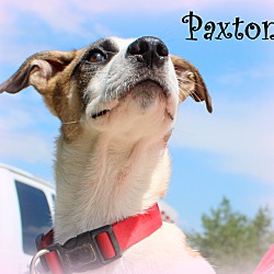 Thumbnail photo of Paxton ~ meet me! #1