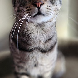 Photo of Timmy the Tabbie