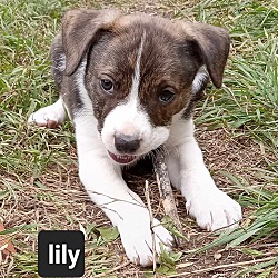 Thumbnail photo of Lily #2