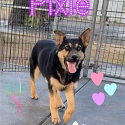 Thumbnail photo of Pixie #3