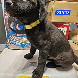 Thumbnail photo of Zuco (PUPPY) #2